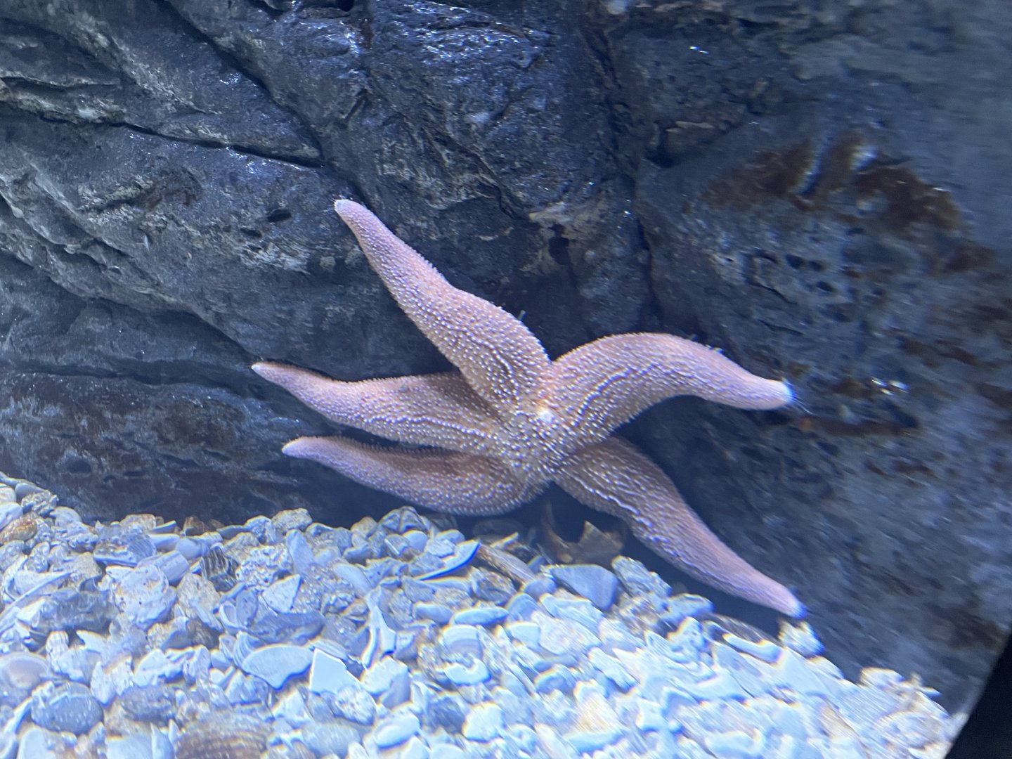 Asterias Sea Star sp.
