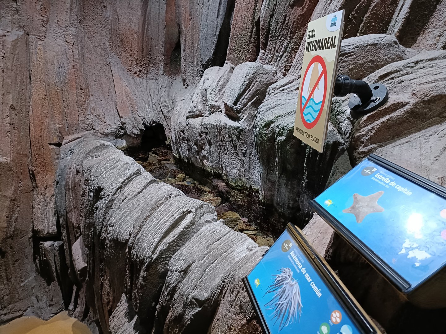 Asterina gibbosa exhibit - Bioparc Acuario de Gijón