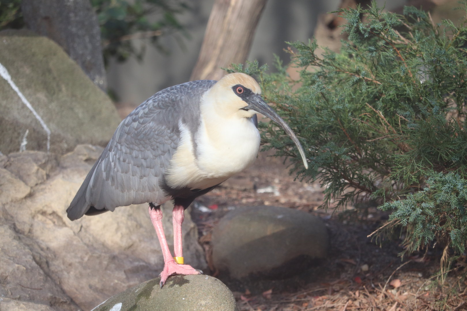 Astor Court -  Black-Faced Ibis