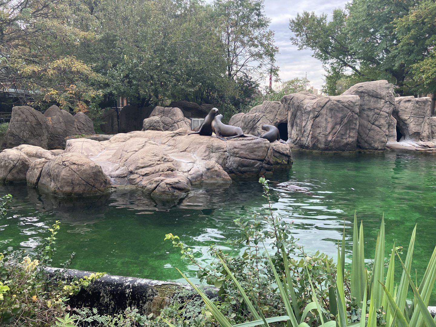 Astor Court - California Sea Lion Exhibit