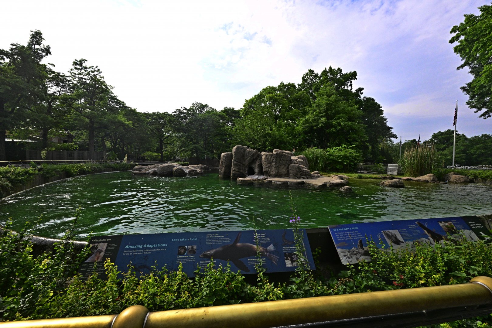 Astor Court - California Sea Lion (Zalophus californianus) Exhibit