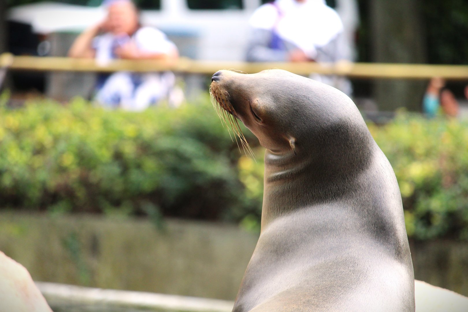 Astor Court - California Sea Lion
