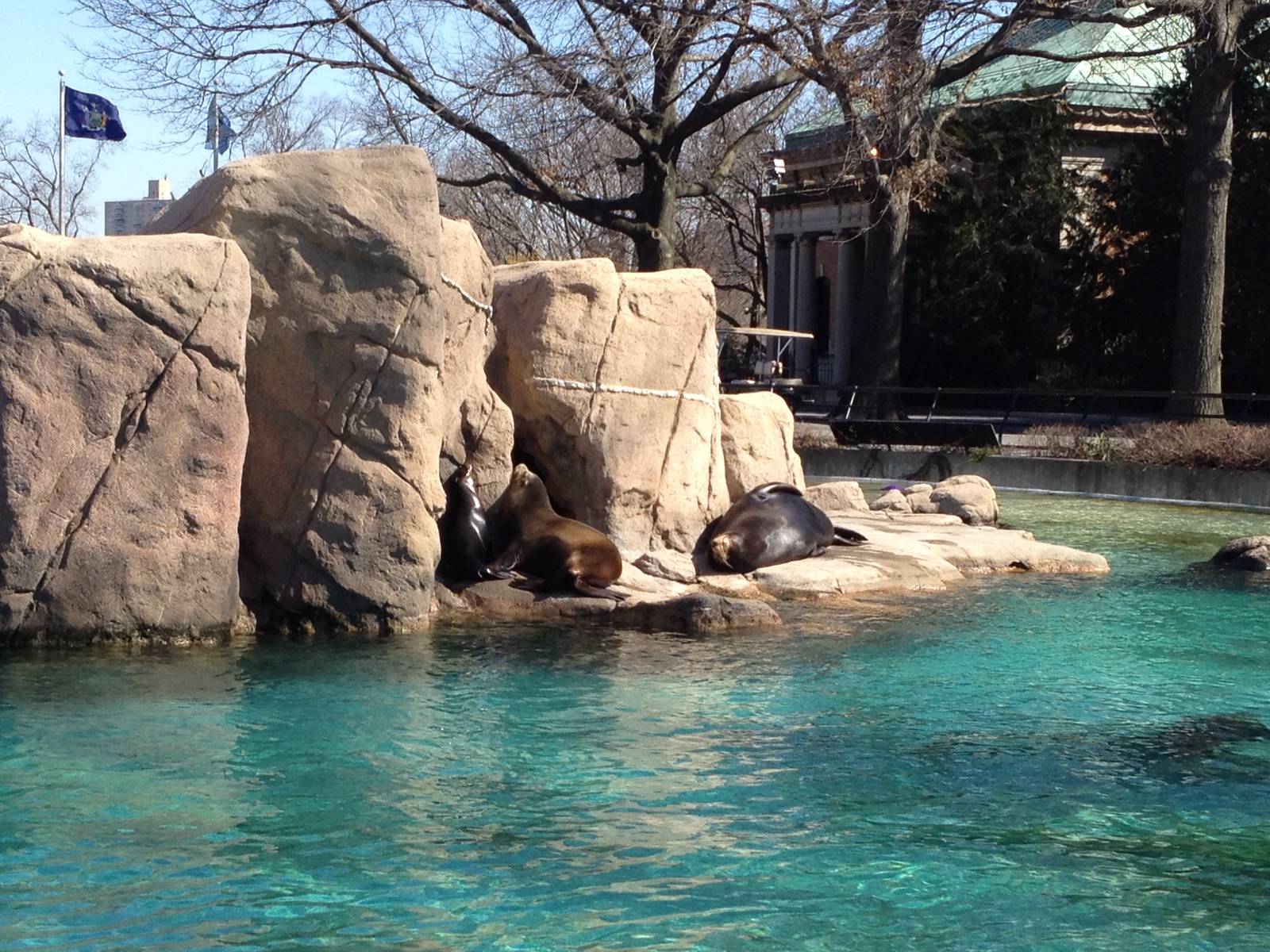 Astor Court - California Sea Lions