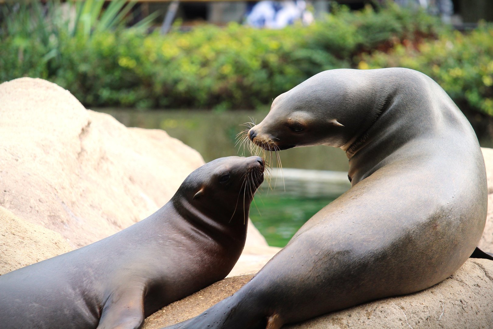 Astor Court - California Sea Lions