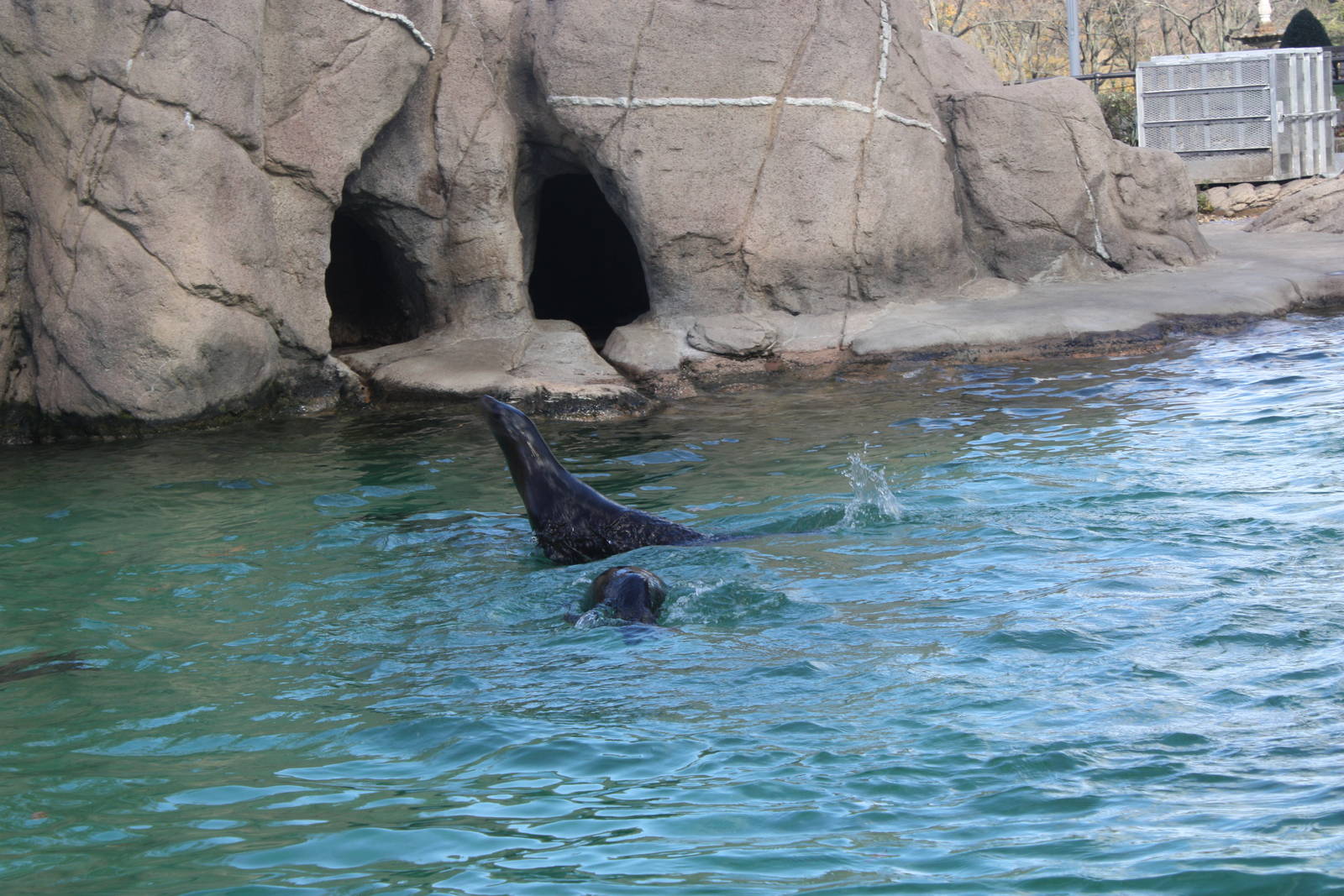 Astor Court- Sea Lion Pups at Play
