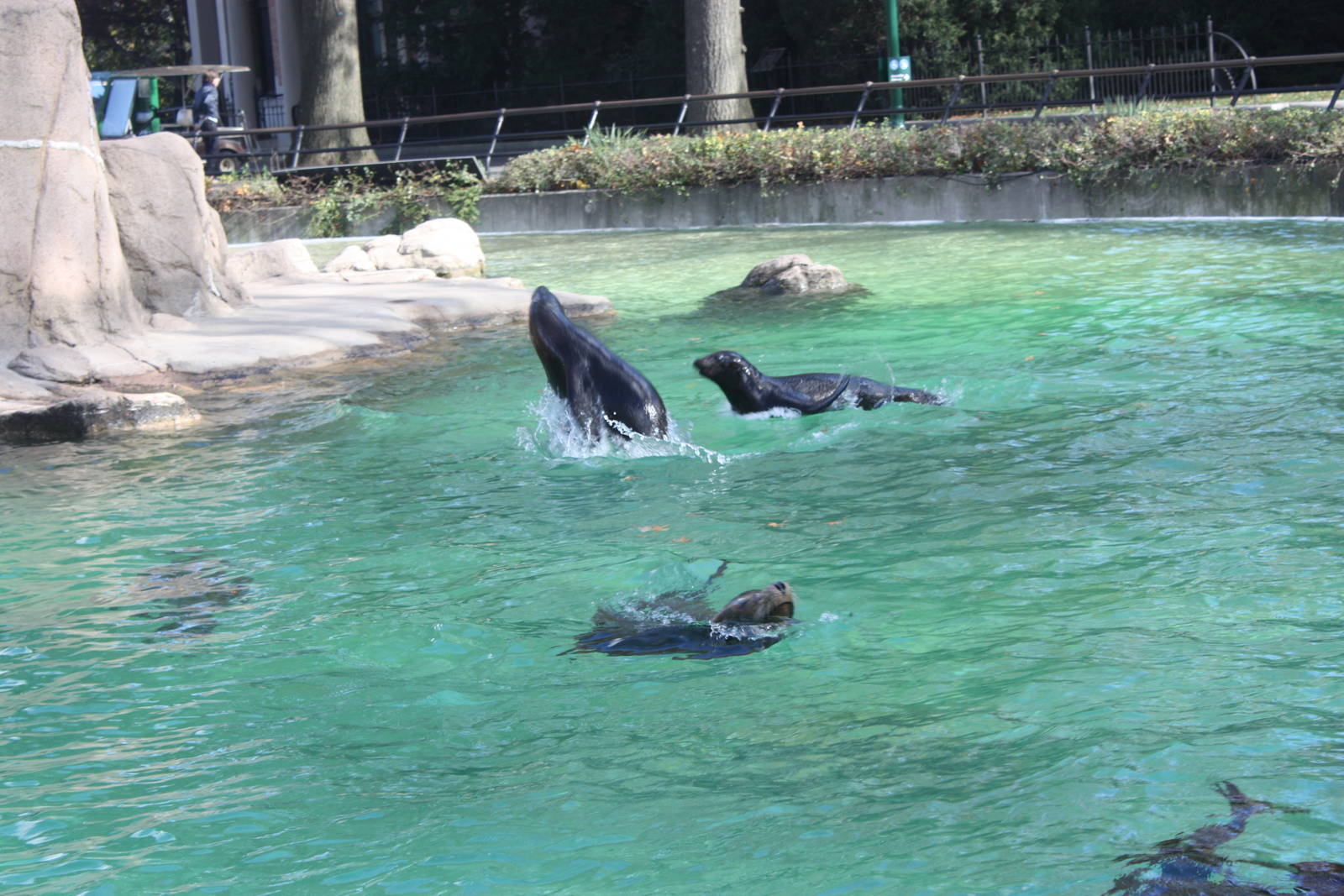 Astor Court- Sea Lion Pups at Play