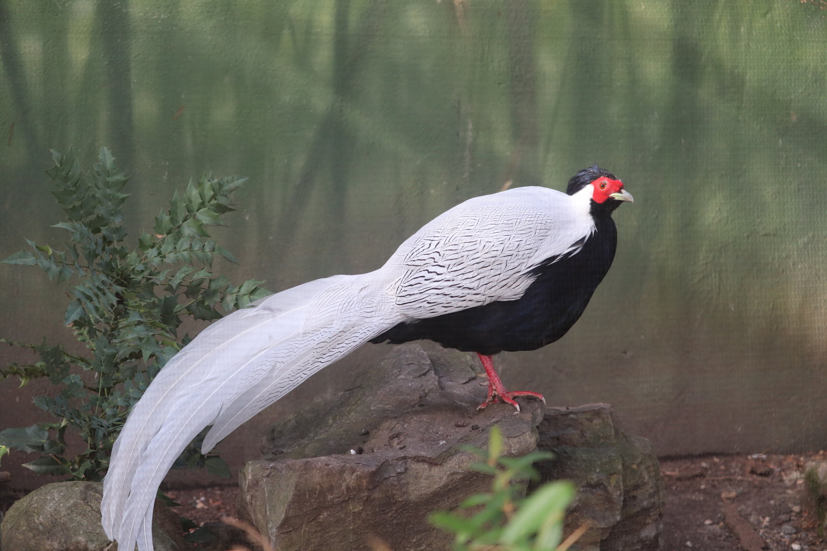 Astor Court - Silver Pheasant