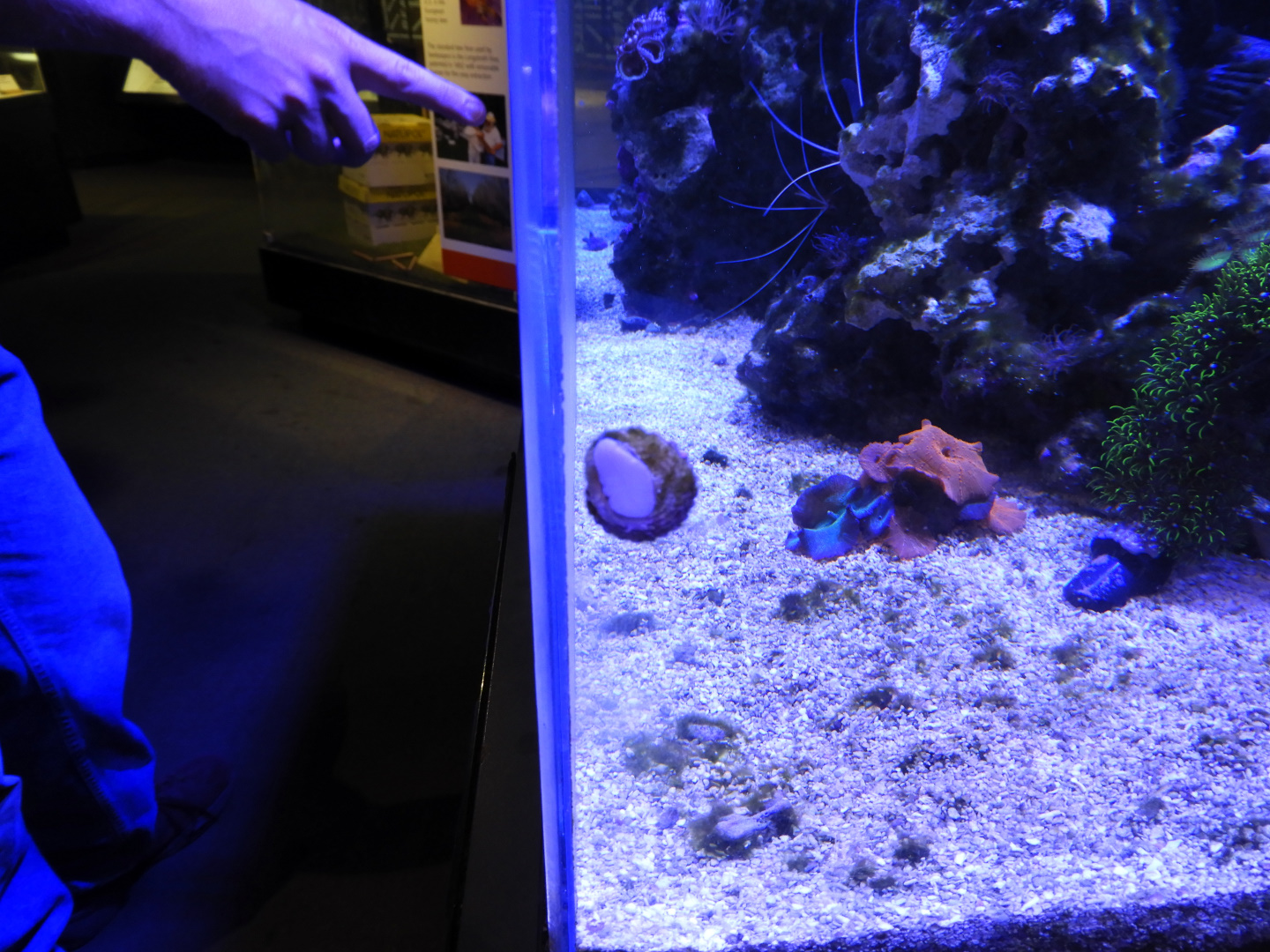 Astraea Turbo Snail (Astraea tecta)