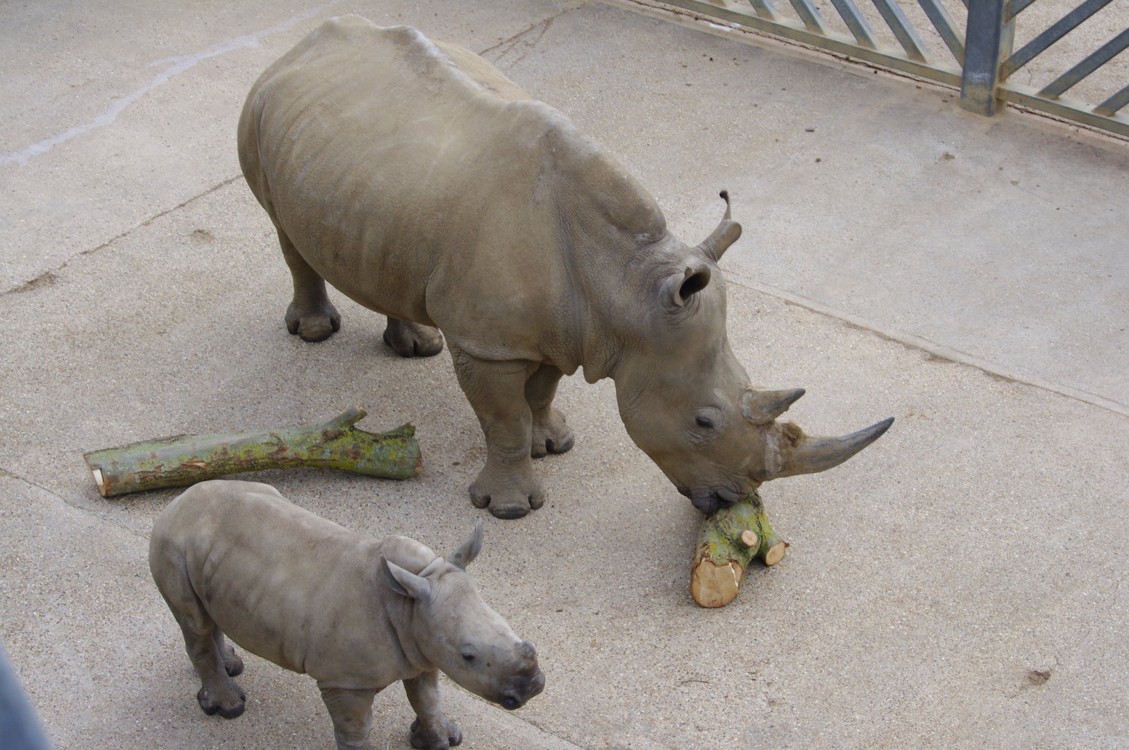 Astrid and Dara- Southern White Rhino female and calf- 2/6/2023