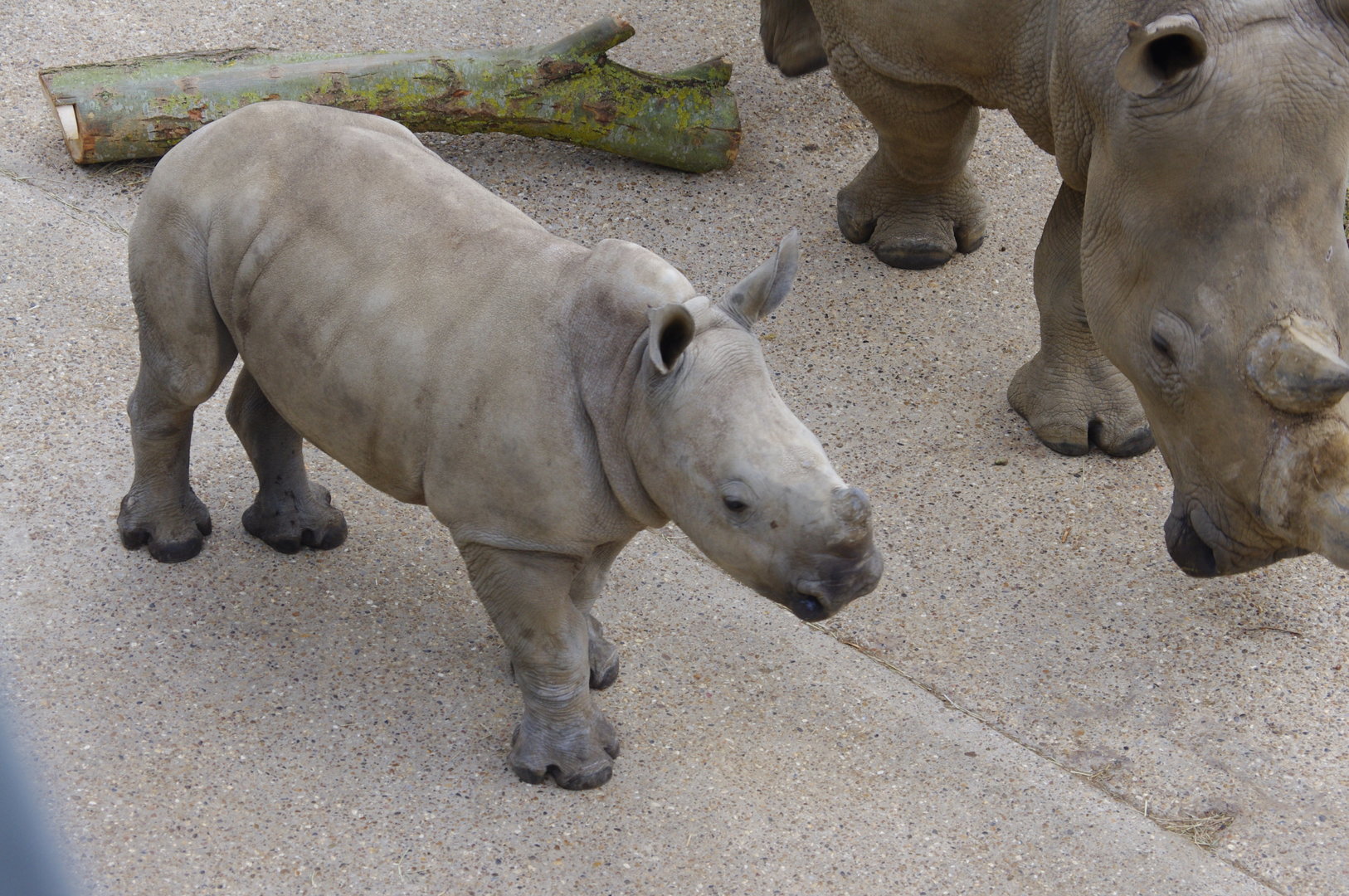 Astrid and Dara- Southern White Rhino female and calf- 2/6/2023