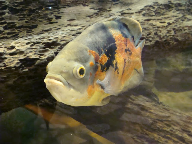 Astronotus ocellatus