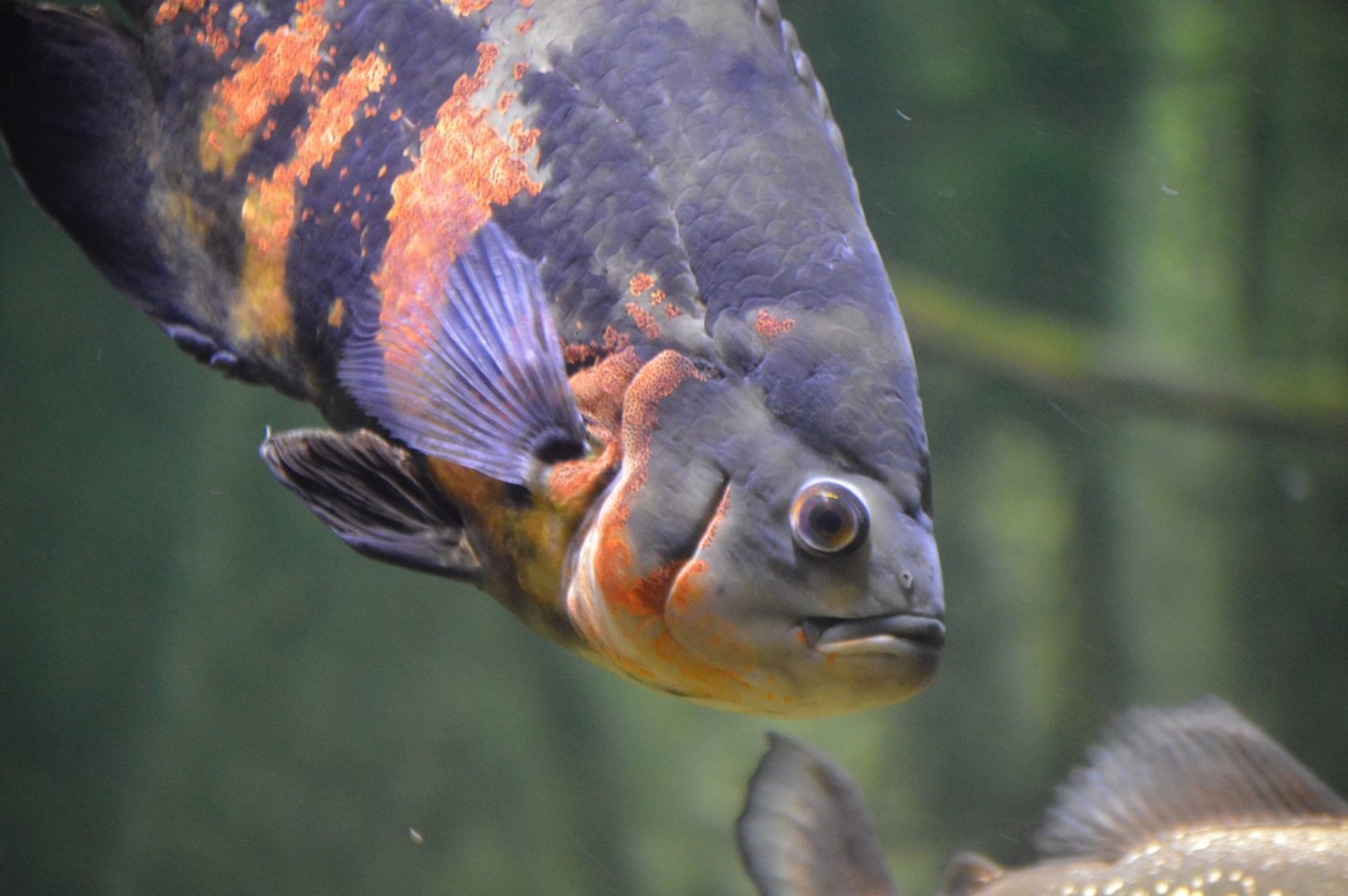 Astronotus ocellatus