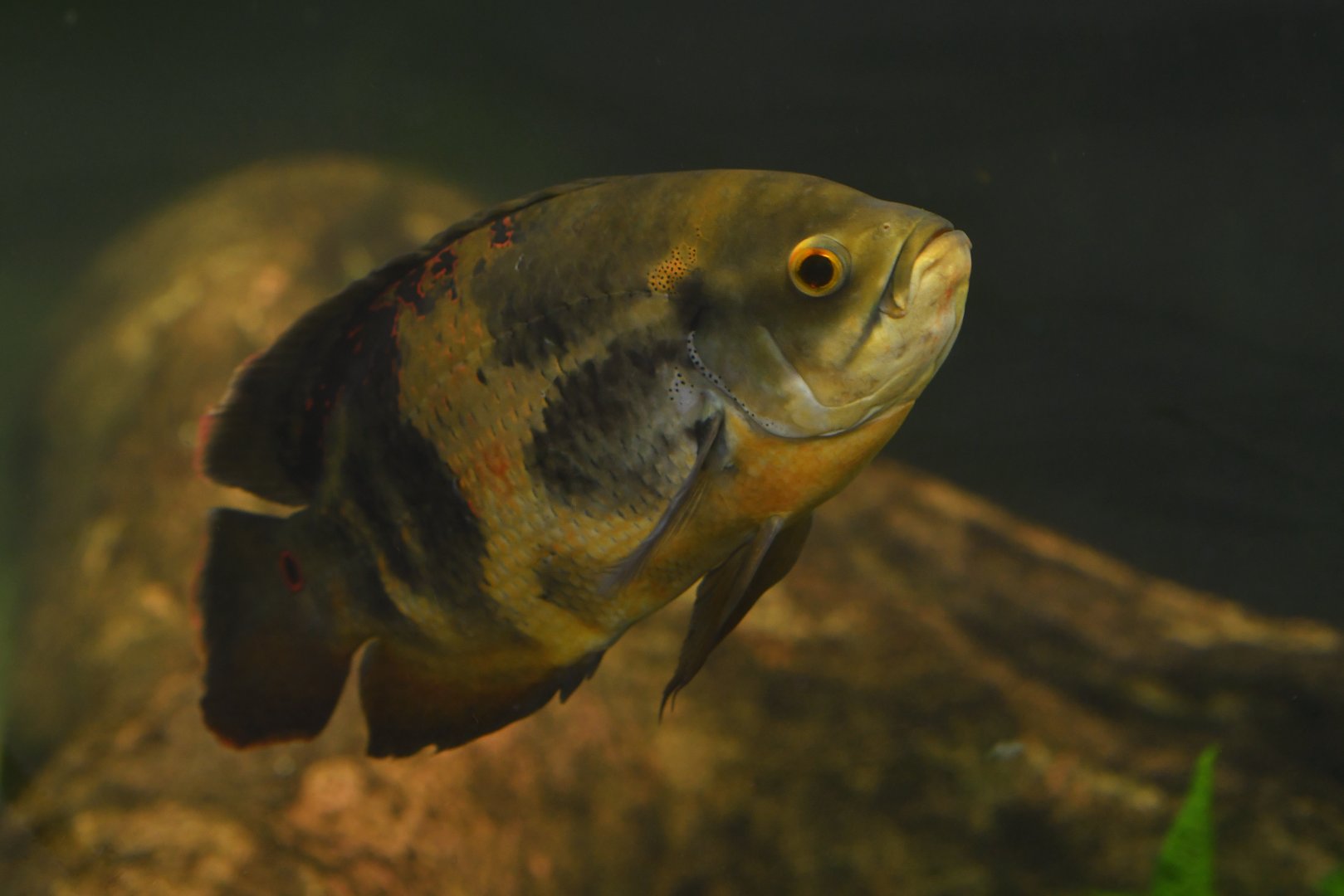 Astronotus ocellatus