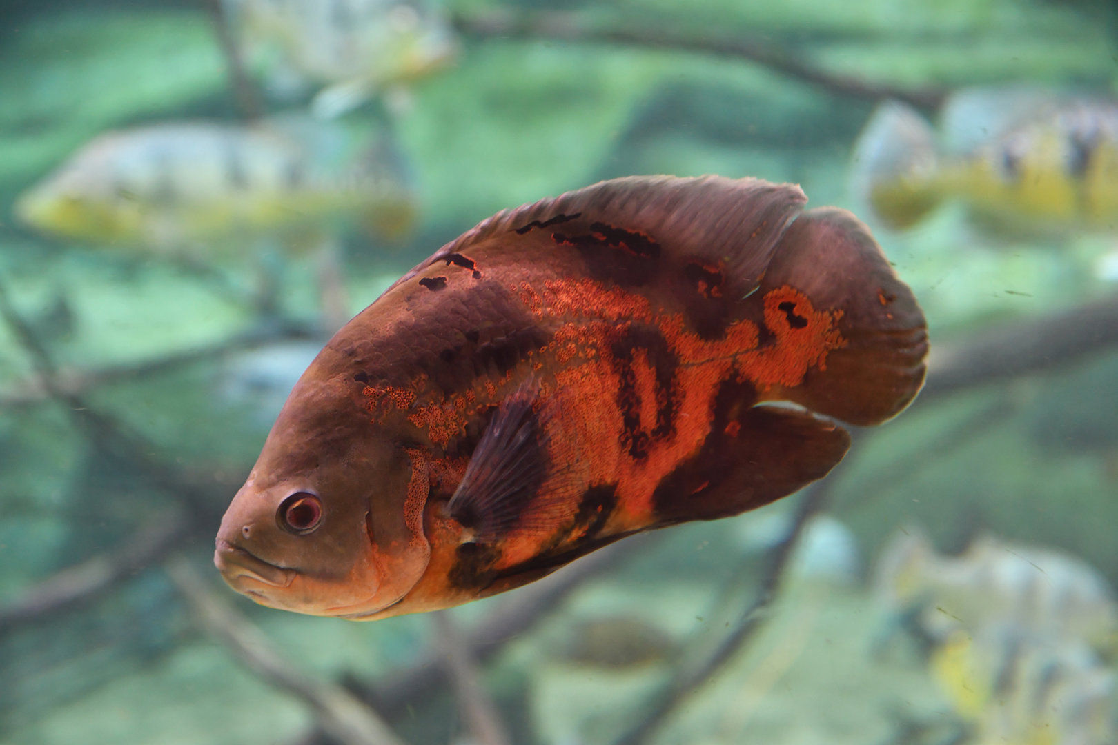 Astronotus ocellatus