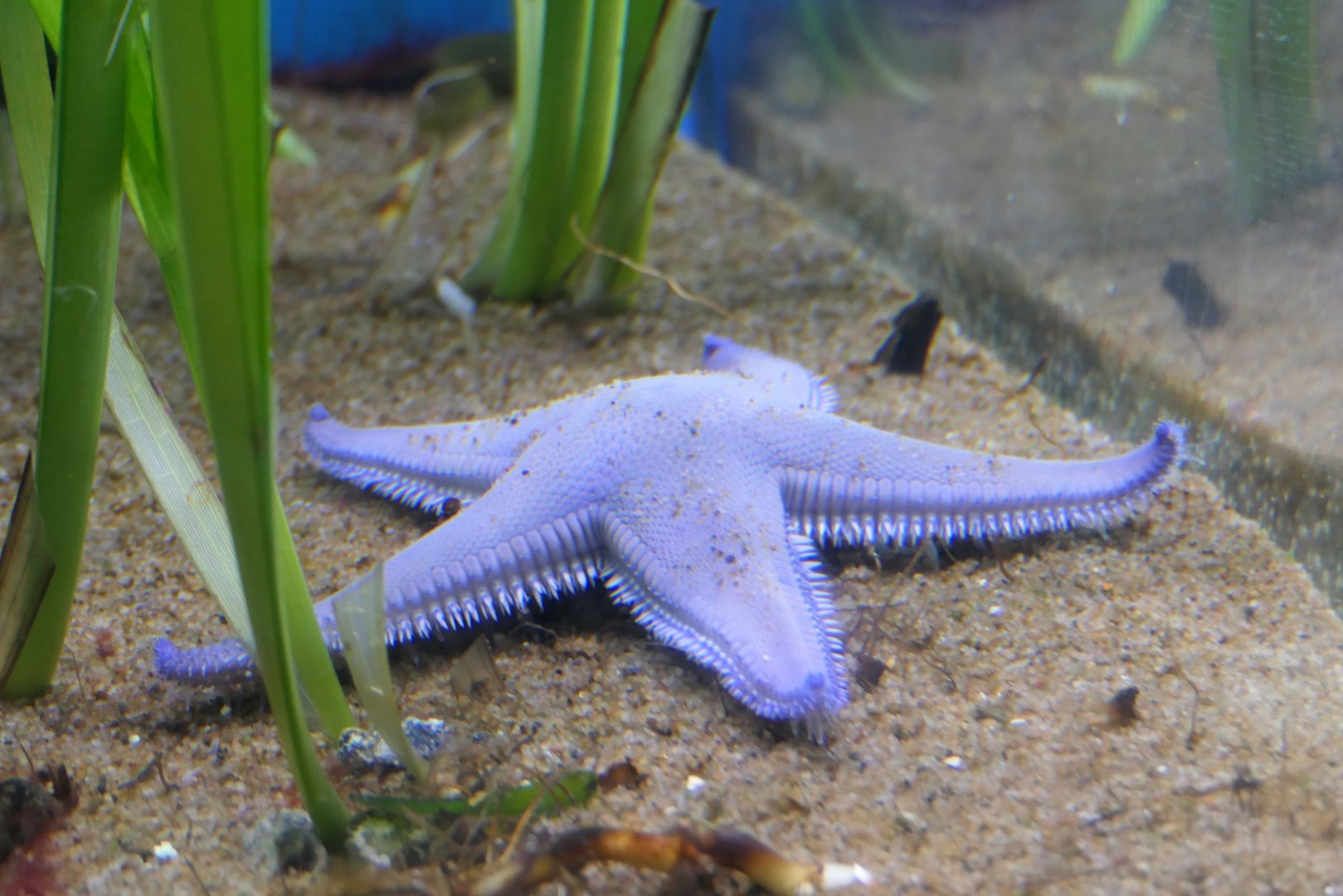 Astropecten scoparius