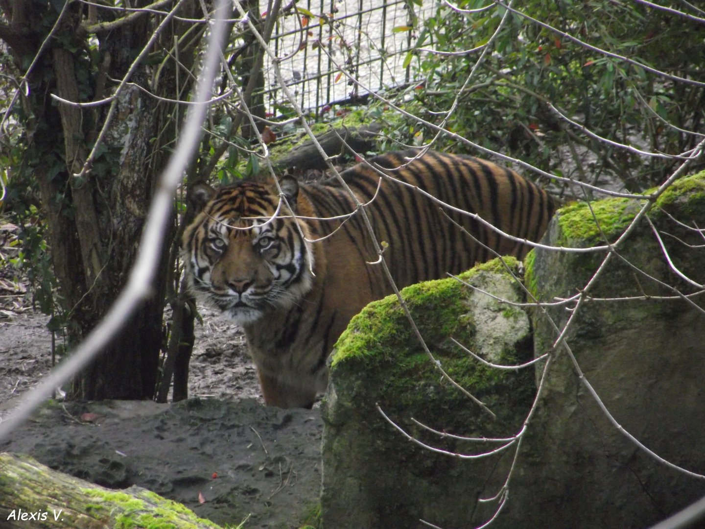 ASU, Sumatran Tiger - Zooparc de Beauval - 12/01/2025