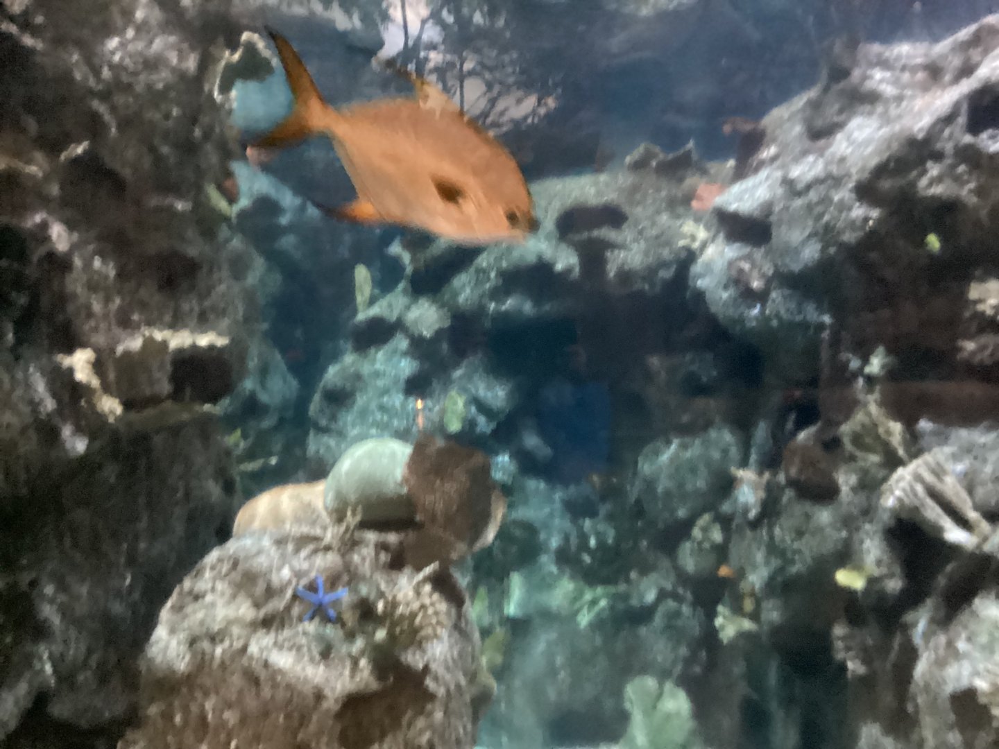 At Coral Reef Tunnel at Mandalay Bay - Seen December 20th 2024