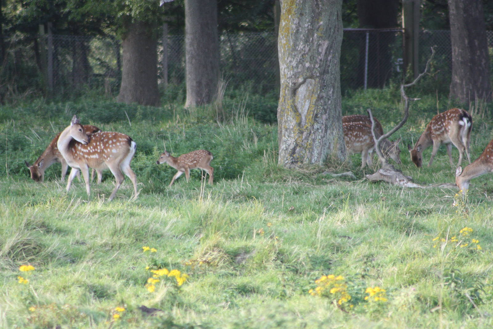 At last a photo of the young Formosan Sika Deer, 8th September 2014