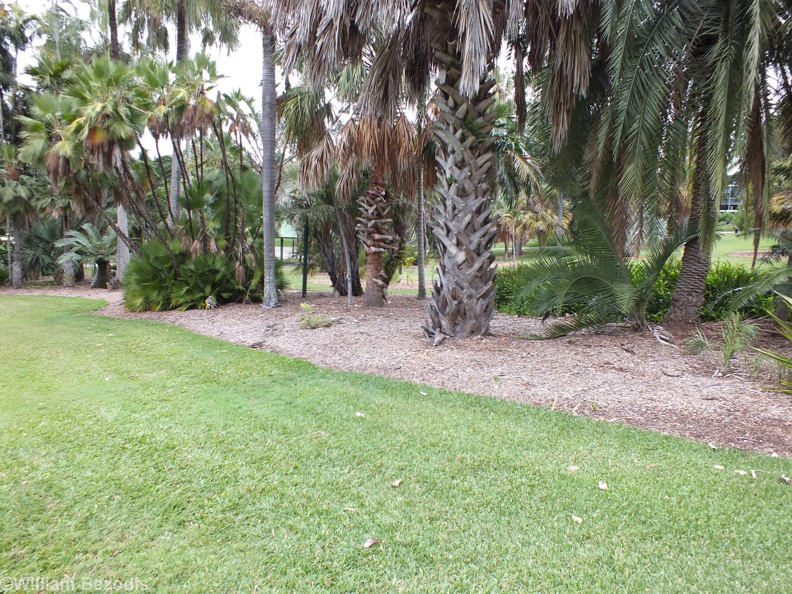 (at least) 8 Stone-curlews can be Seen in this Picture. Can you find them a