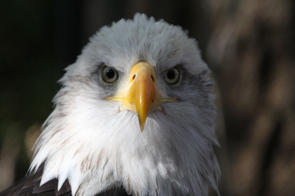 At least give me a chance to PREEN first...!