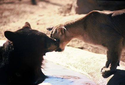 at old Fountain Hills location