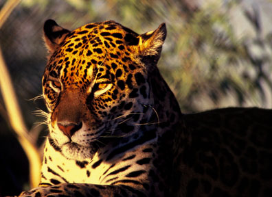 at old Fountain Hills location