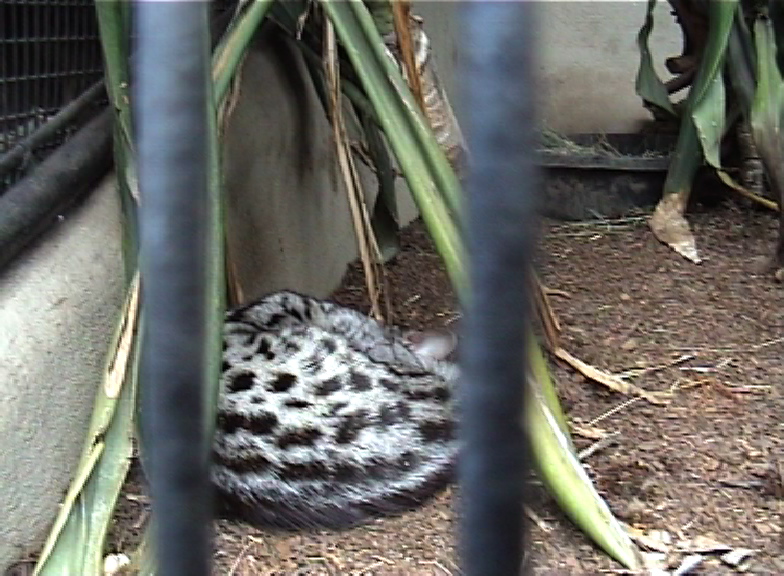 ????? at San Diego zoo