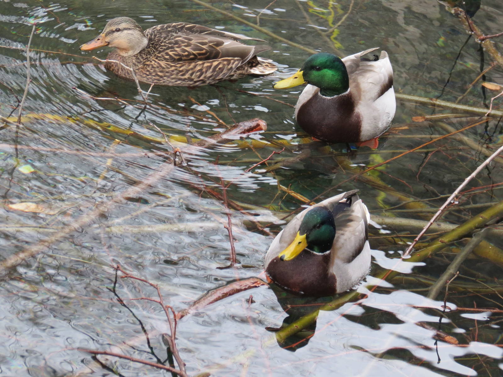 at the beaver pond