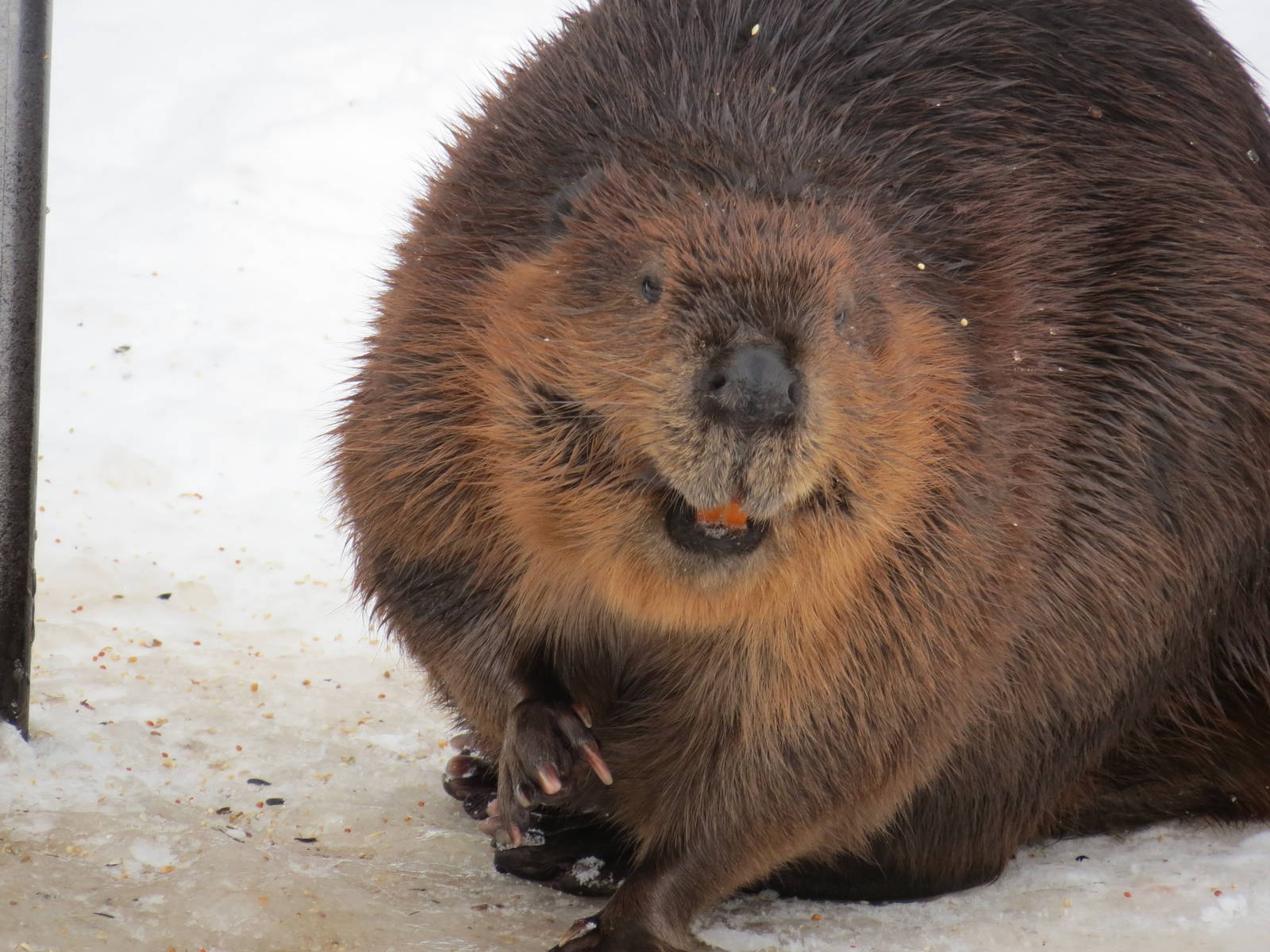 at the beaver pond
