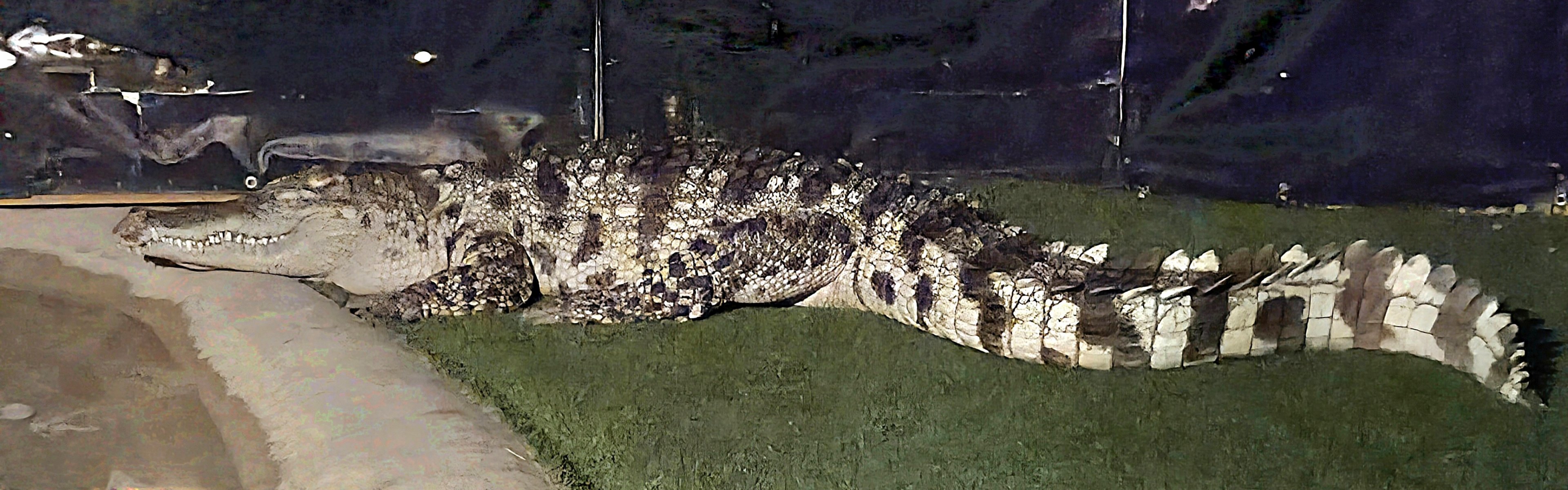 At the Reptile Gardens they had this signed as a Siamese Crocodile, but I'm not too sure.