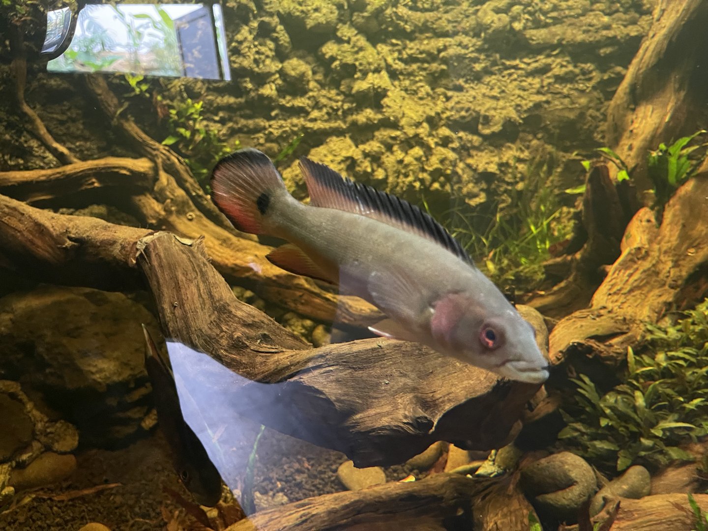 atabapo red pike cichlid (crenicichla atabapo) (1) - dunia air tawar