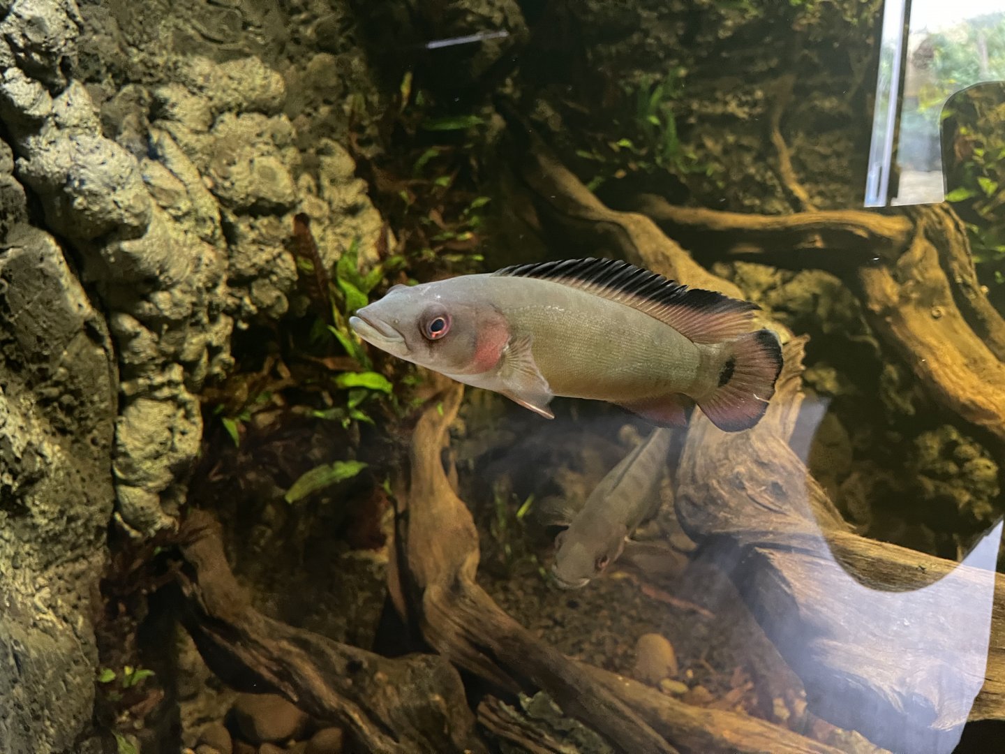 atabapo red pike cichlid (crenicichla atabapo) (2) - dunia air tawar