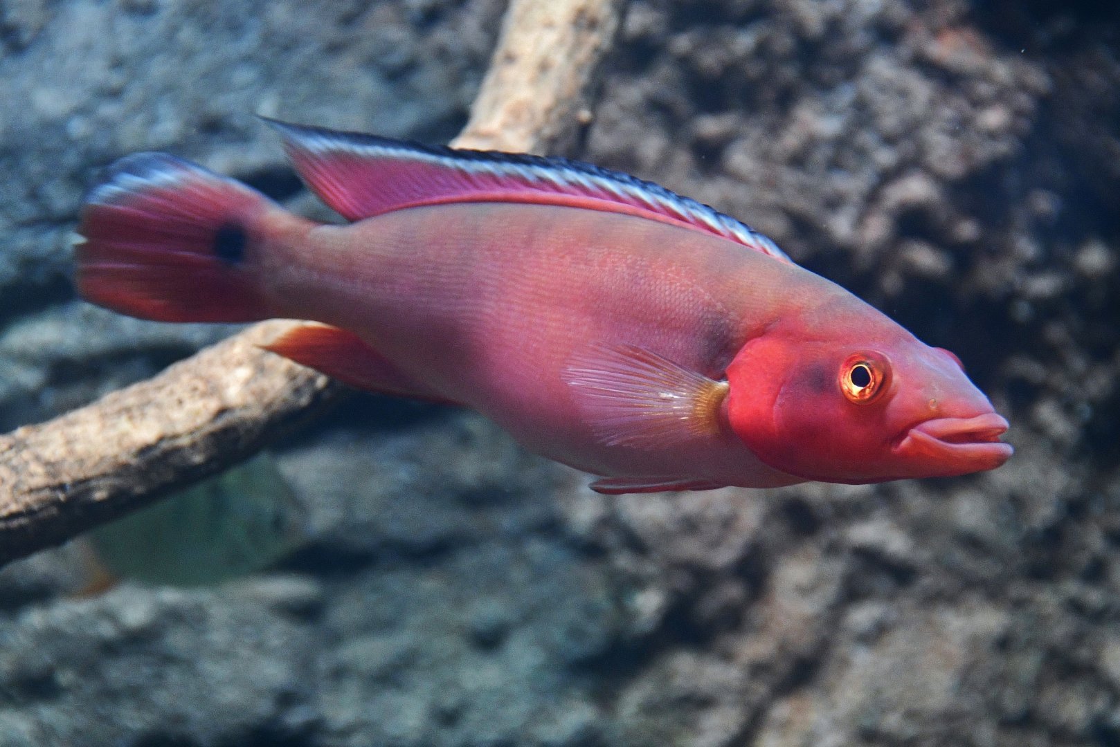 Atabo Red Pike Cichlid (Crenicichla lugubris)
