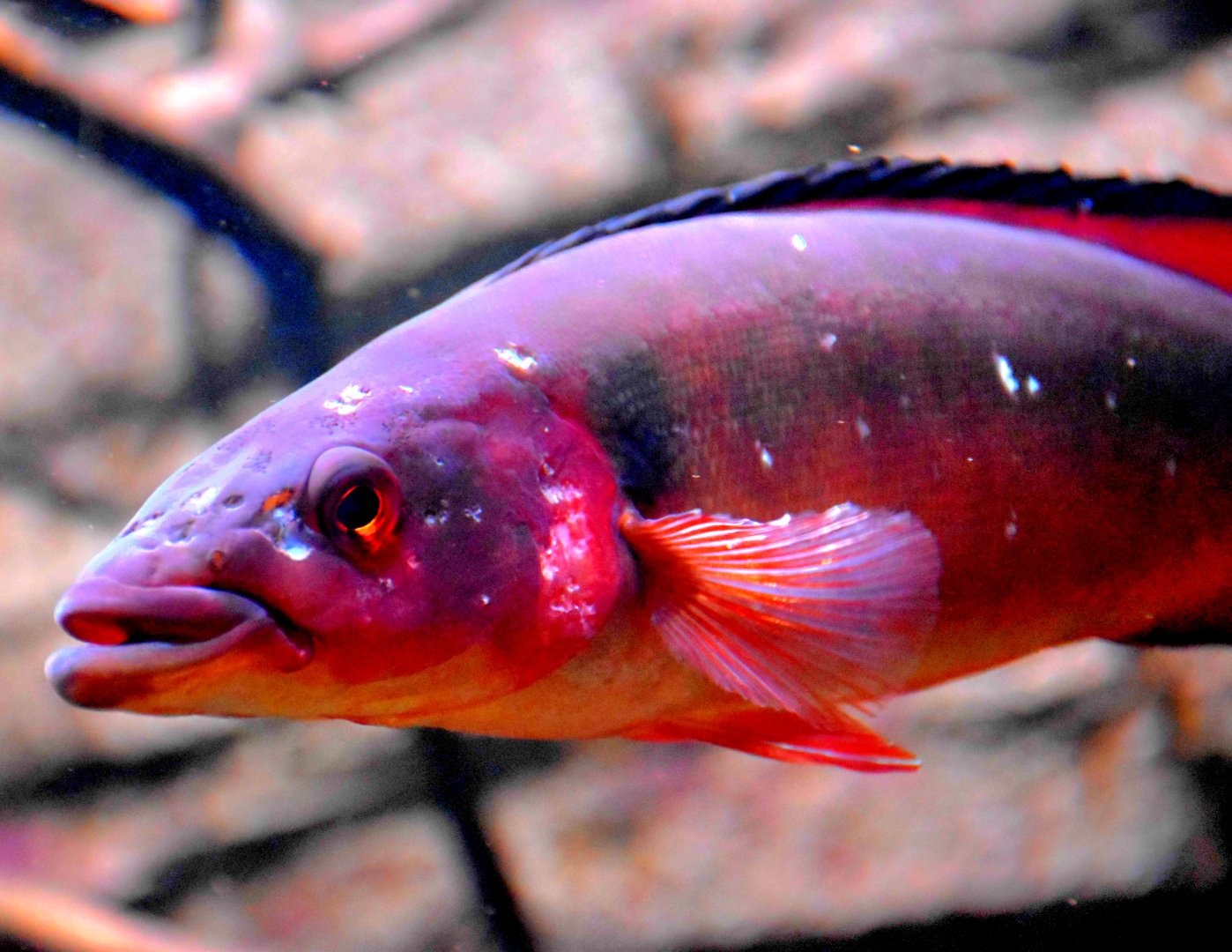 Atabo Red Pike Cichlid (Crenicichla lugubris)