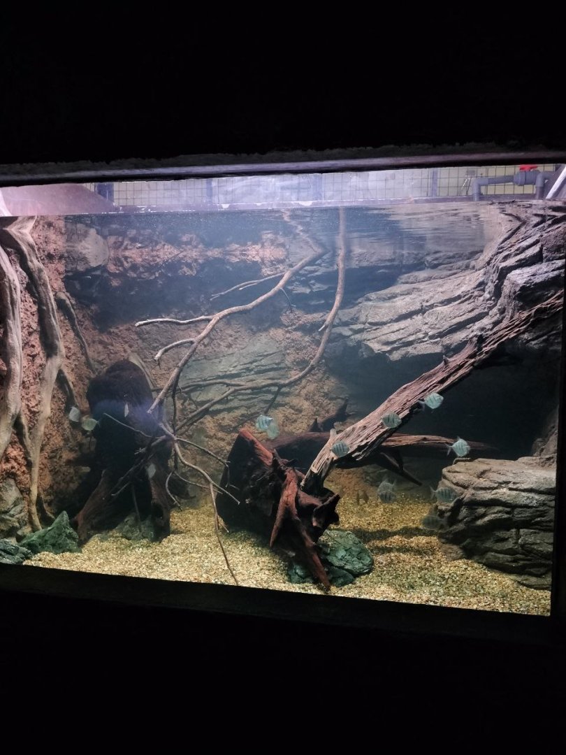 Atabo Red Pike cichlid tank