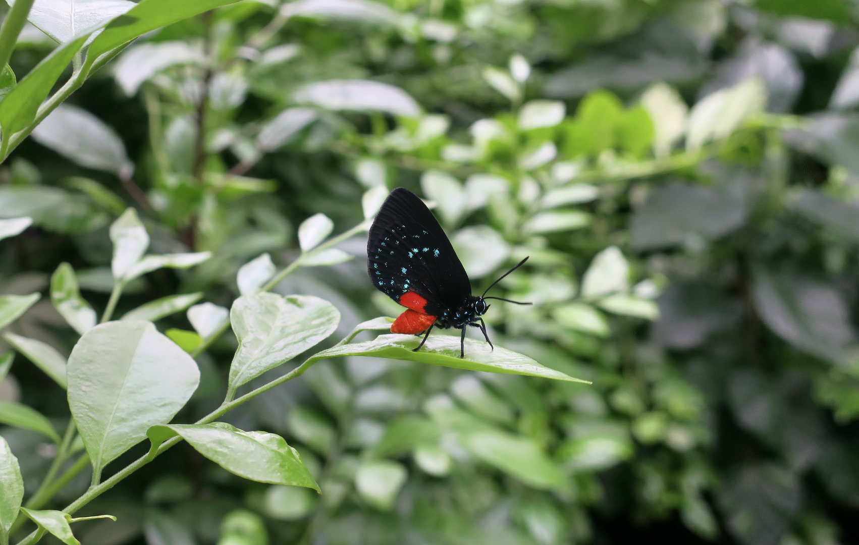 Atala Butterfly (Eumaeus atala)