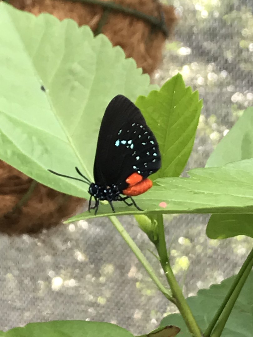 Atala Butterfly in Butterfly Garden