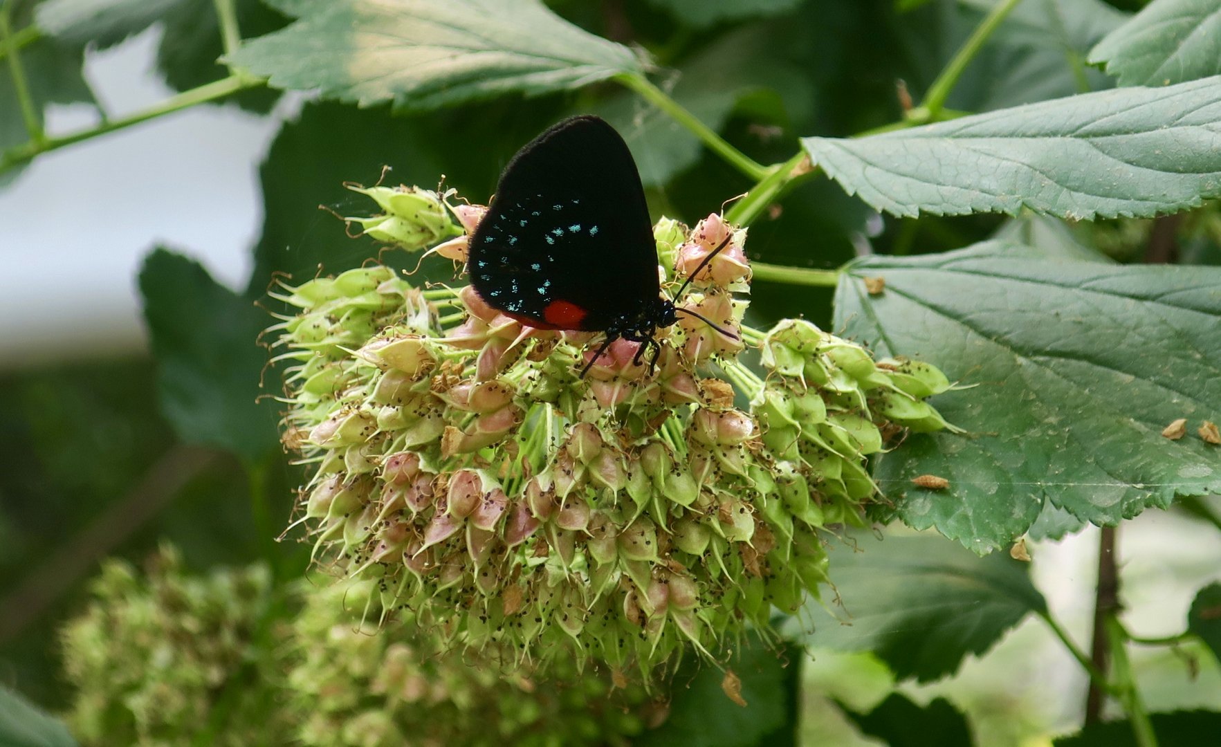 Atala (Eumaeus atala)