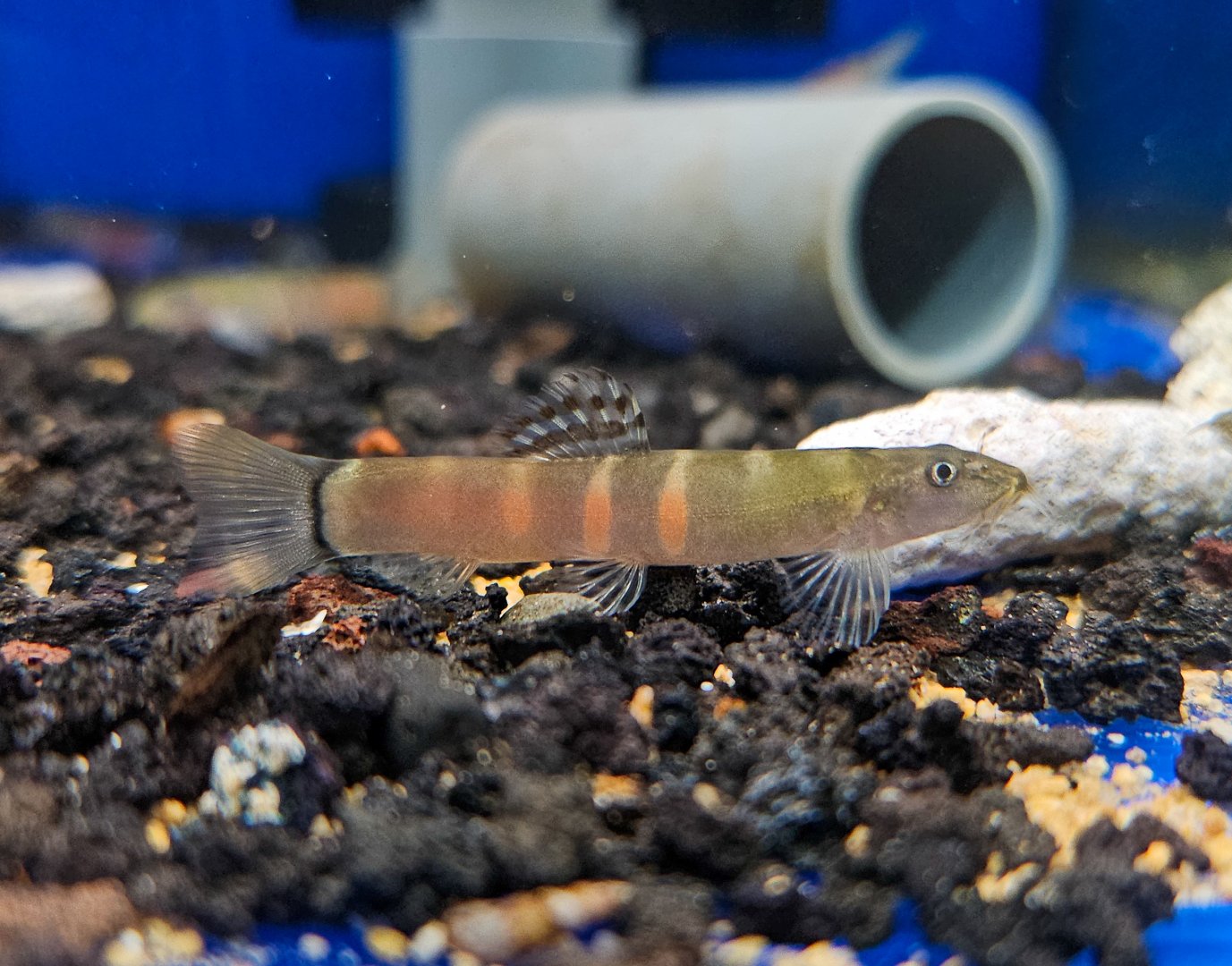 Ataran River Sumo Loach (Schistura atarensis)