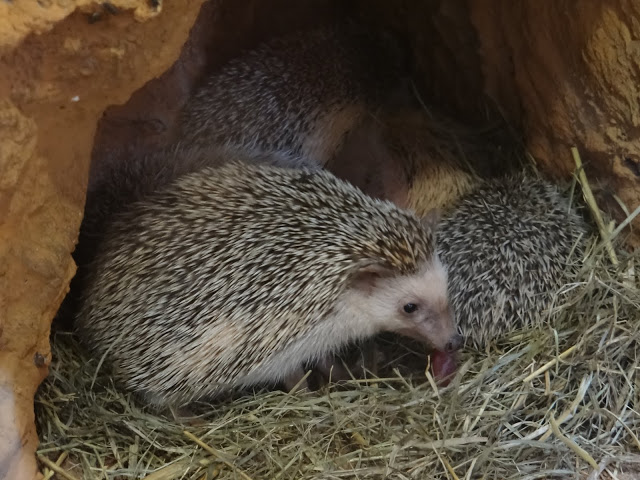 Atelerix albiventris