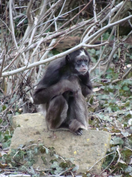 Ateles belzebuth hybridus
