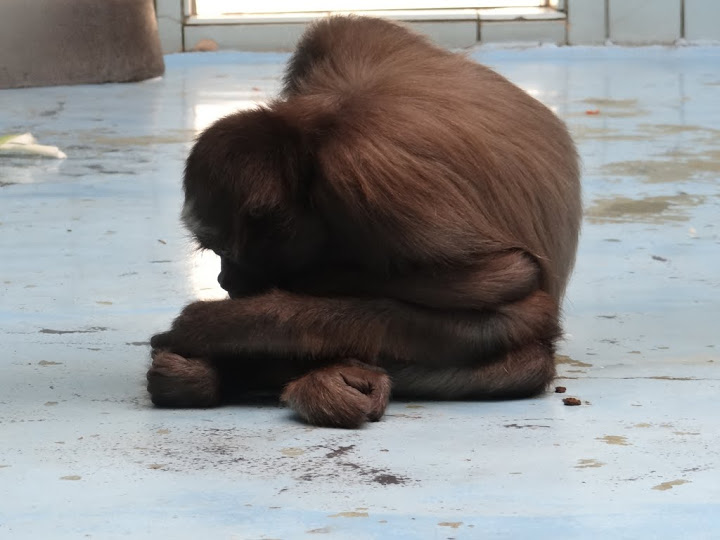 Ateles belzebuth hybridus