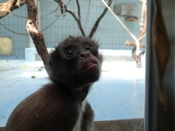 Ateles belzebuth hybridus