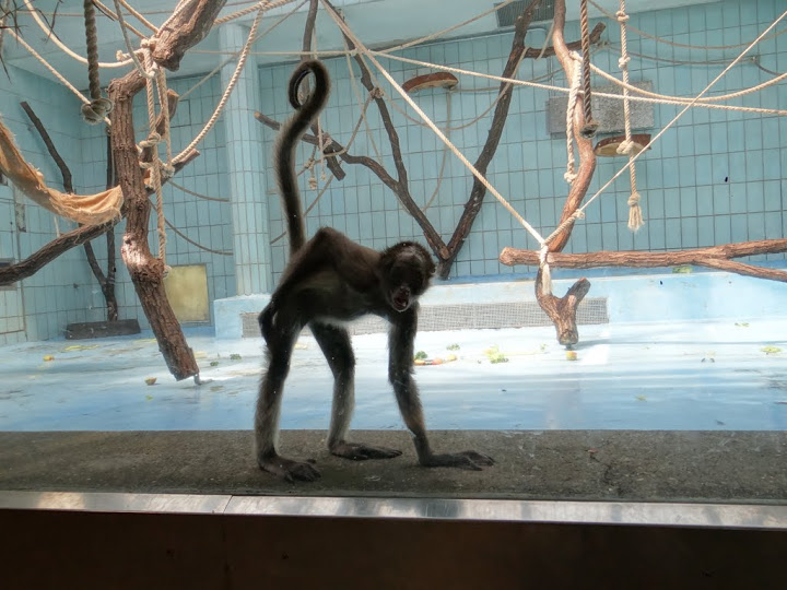 Ateles belzebuth hybridus