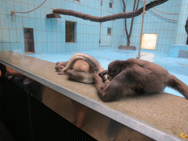 Ateles belzebuth hybridus