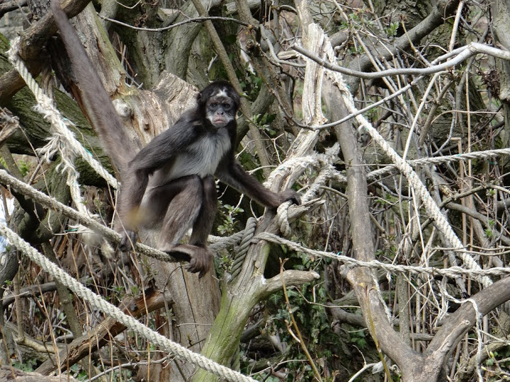 Atelles belzebuth hybridus