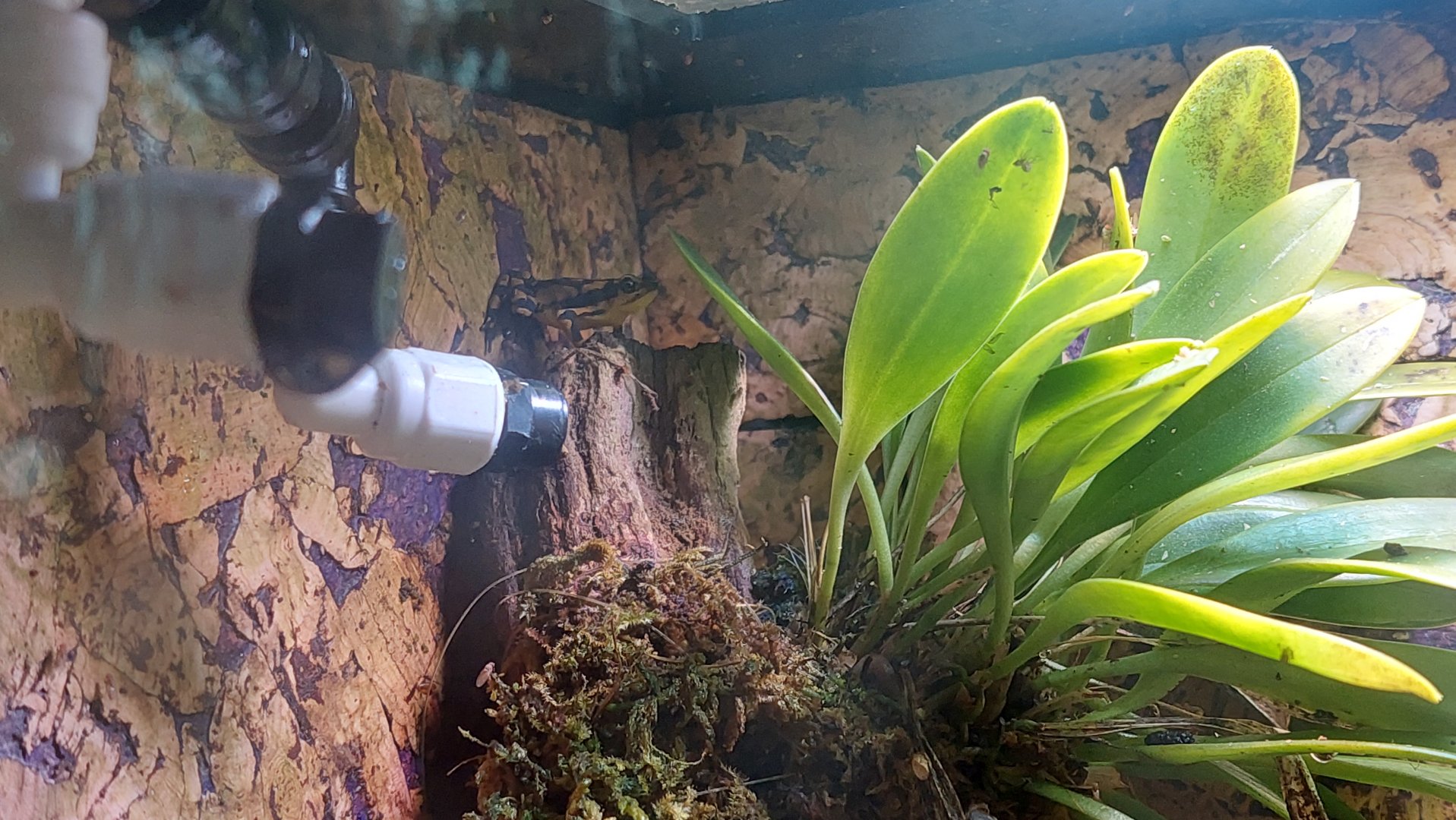 Atelopus hoogmoedi - Hoogmoed's Harlequin Toad