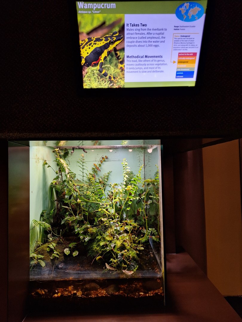 Atelopus limon 'Wampucrum' terrarium