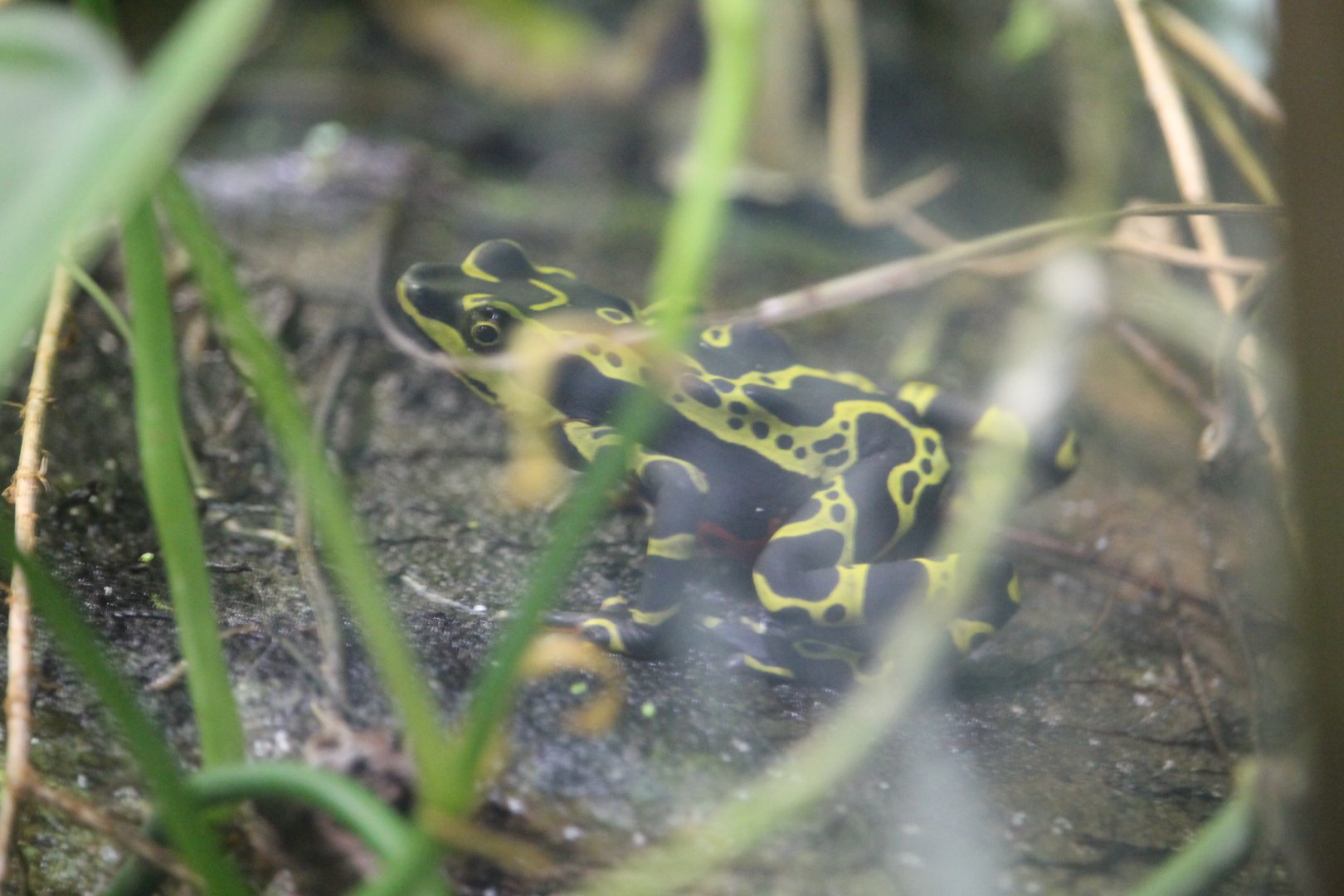 Atelopus limon (Wampucrum)