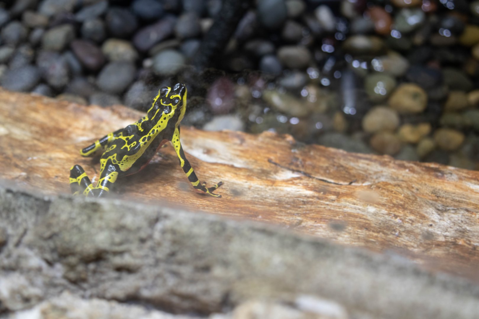 Atelopus pulcher